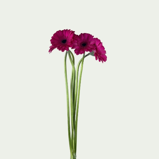 Picture of Anna 