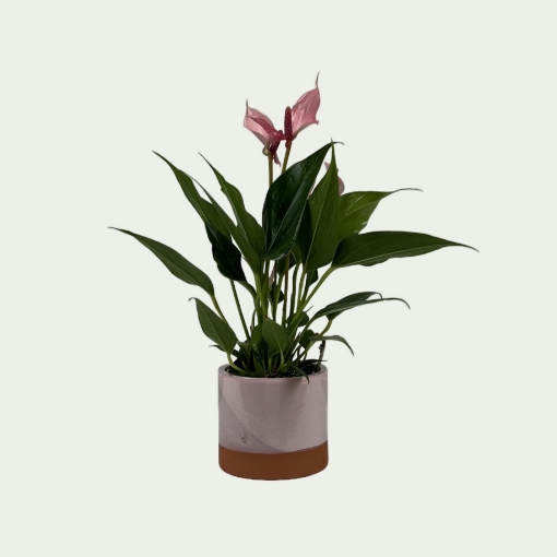 Picture of Anthurium 2