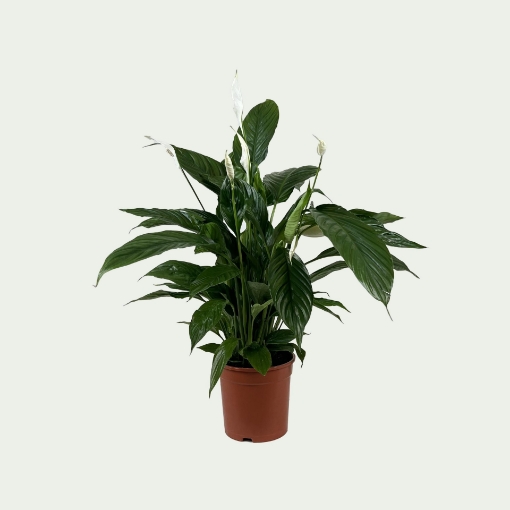 Picture of Spathiphyllum