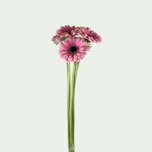 Picture of Esmee Simple