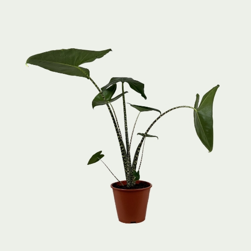 Picture of Alocasia Simple
