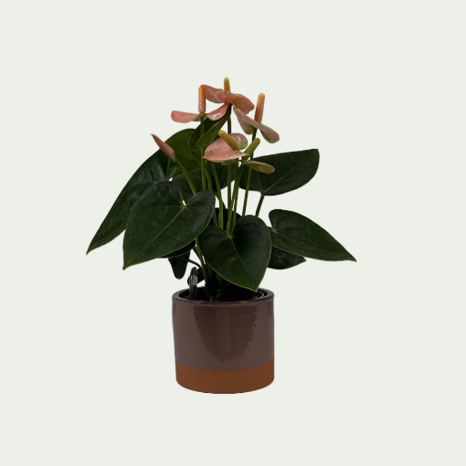 Picture of Anthurium 1 Simple