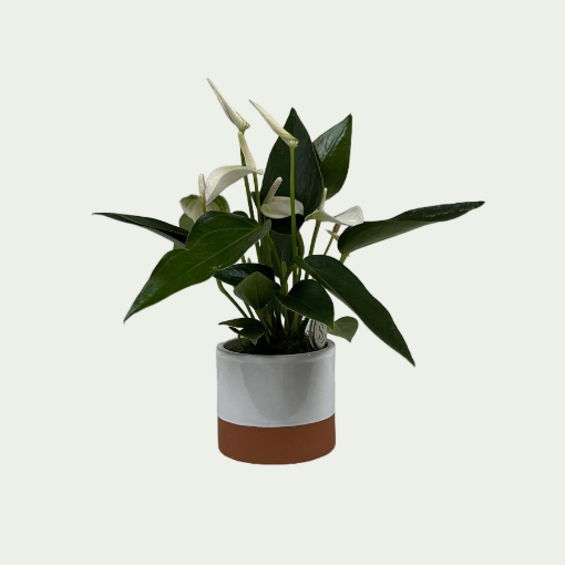 Picture of Anthurium 3 Simple