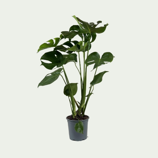 Picture of Monstera Simple