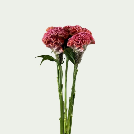 Picture of Pink Delight