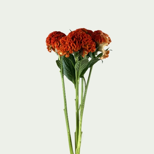Picture of Reprise Orange