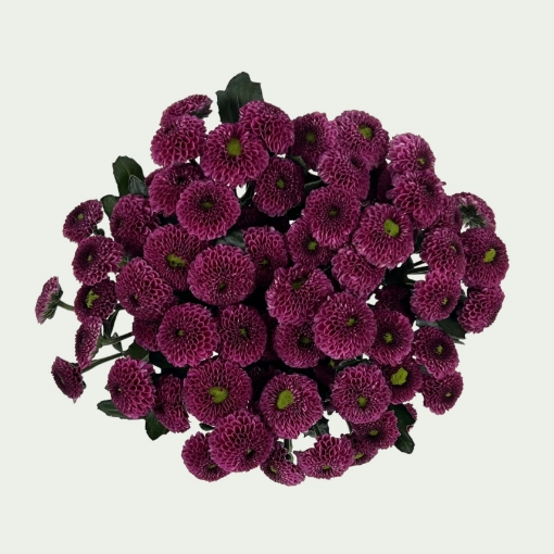 Picture of Purpetta