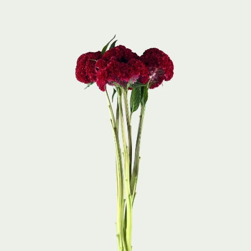 Picture of Reprise Velvet