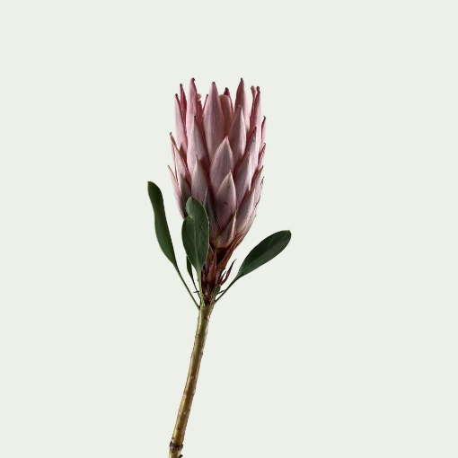 Picture of Cynaroides A