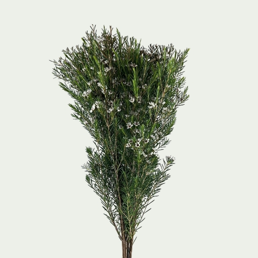 Picture of Snow Flake