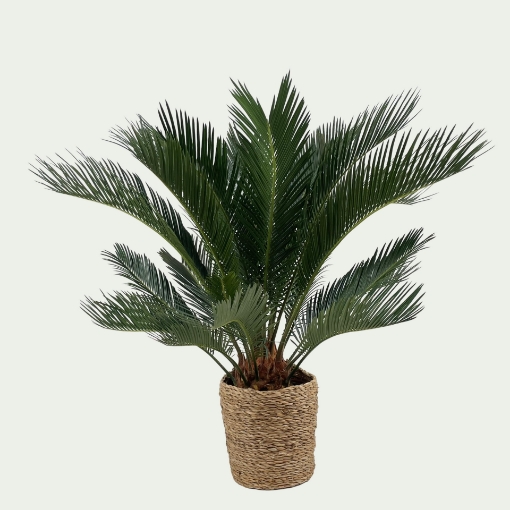 Picture of Cycas