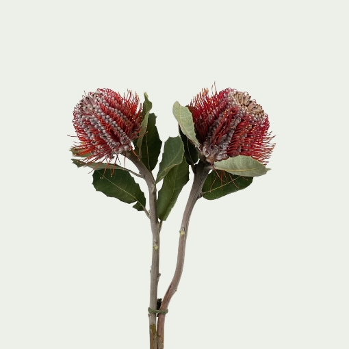 Picture of Coccinea Simple