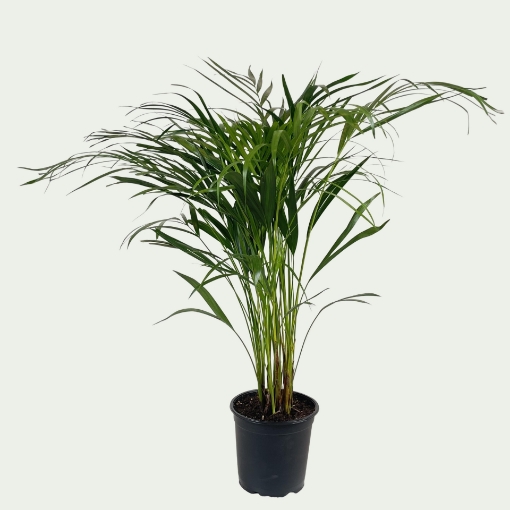 Picture of Areca Simple