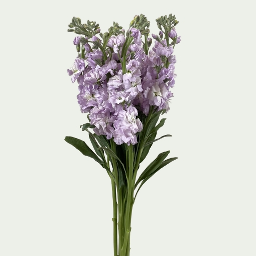 Picture of MTH Lavender