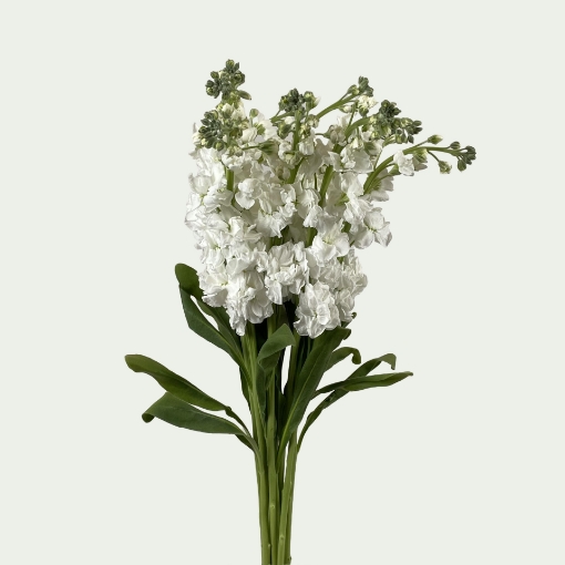 Picture of MTH White