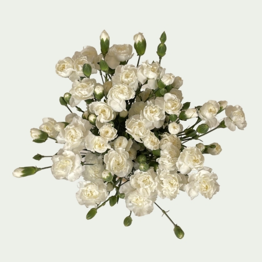 Picture of White Bunny