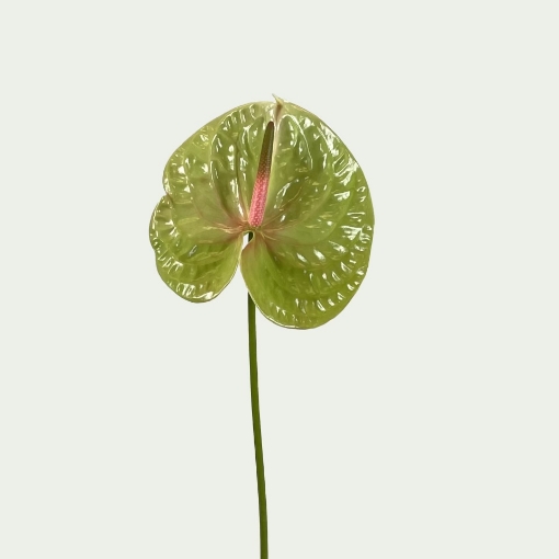 Picture of Pistache