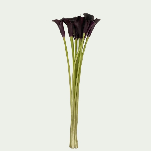 Picture of Cantor