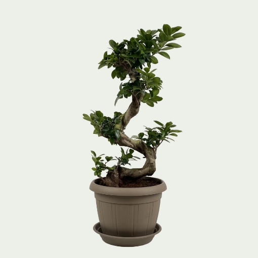 Picture of Ginseng