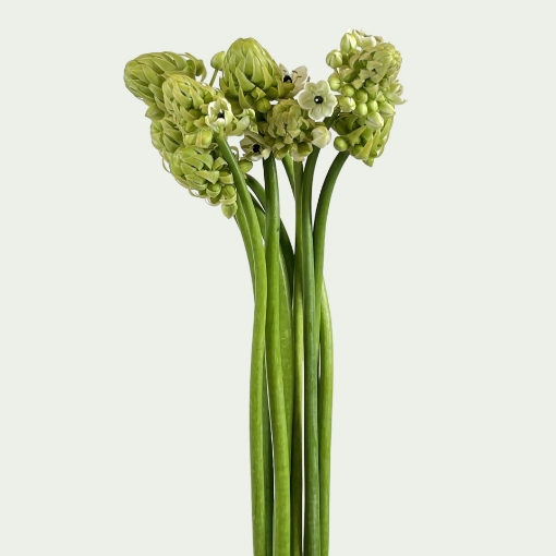 Picture of Arabicum