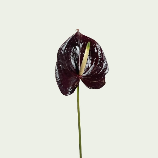 Picture of Sempre