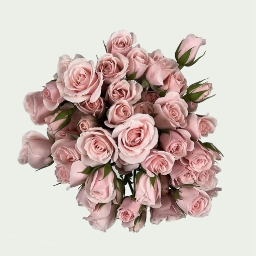 Picture of Pretty in pink