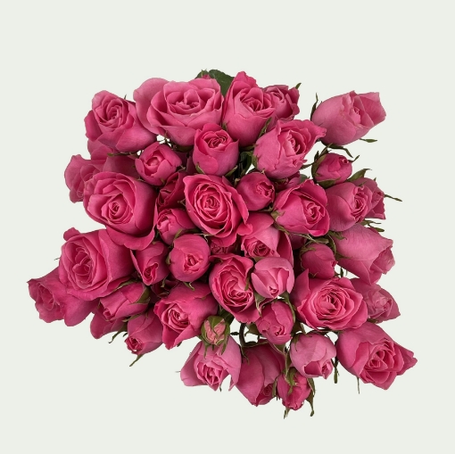 Picture of Pretty in pink