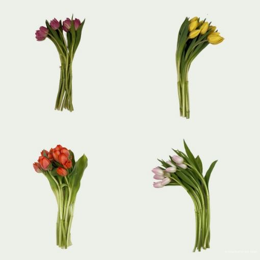 Picture of Tulip Dream