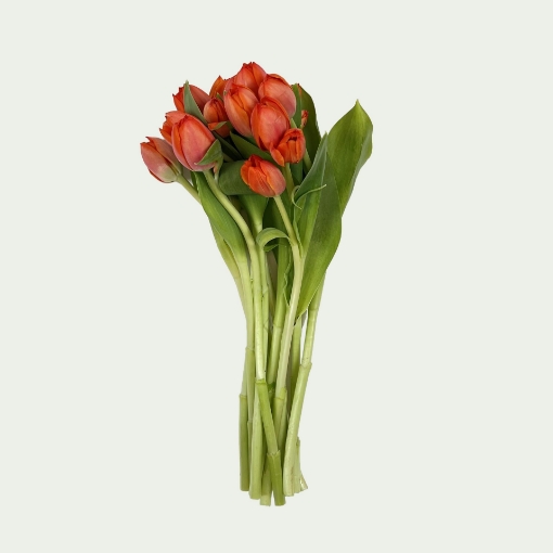 Picture of Tulip Dream