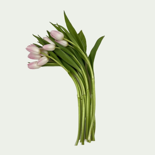 Picture of Tulip Dream