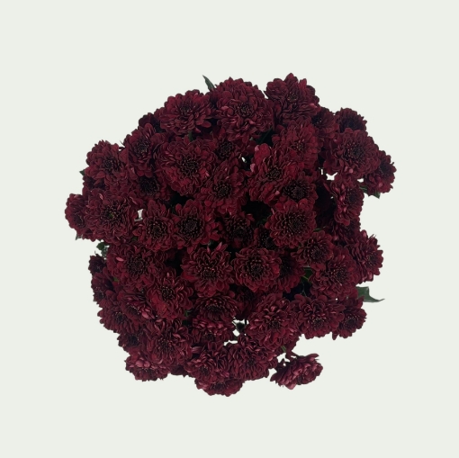 Picture of Jinda Red