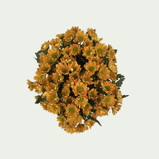 Picture of Rossi Orange