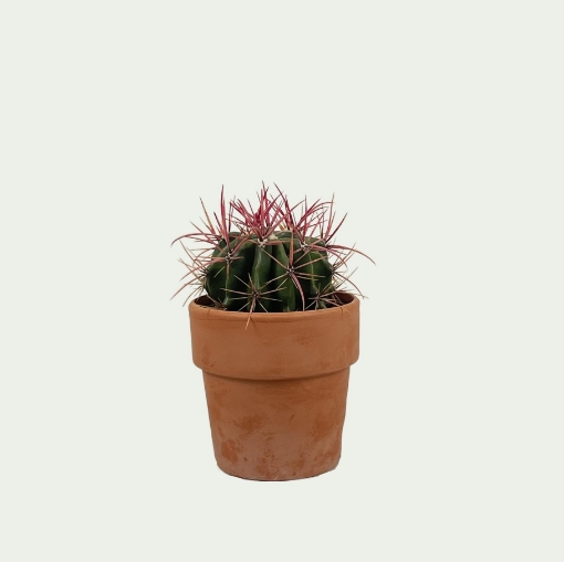 Picture of Cactus 2