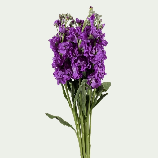 Picture of MTH Pruple