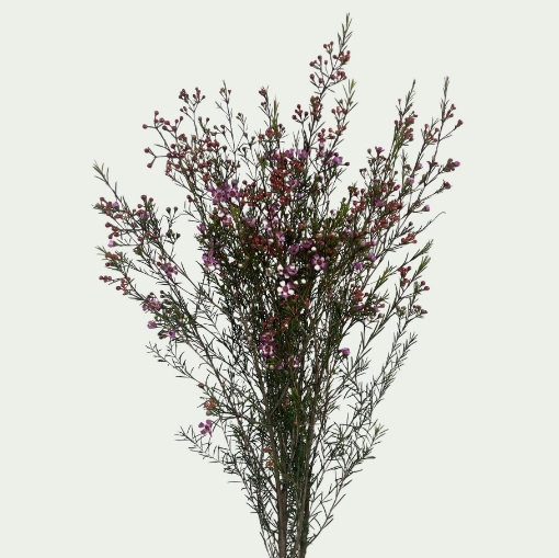 Picture of Purple Spring