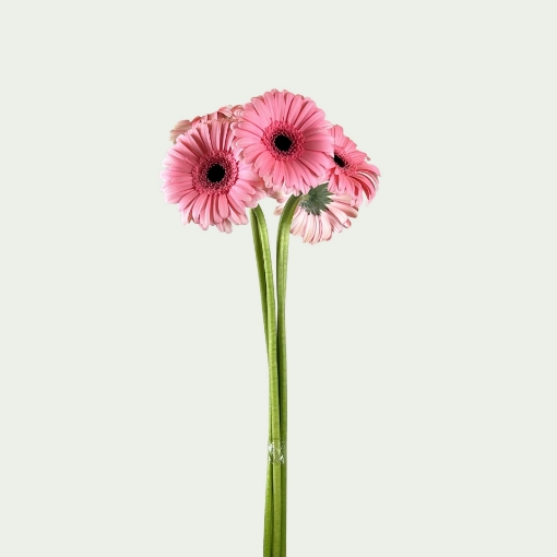 Picture of Floral