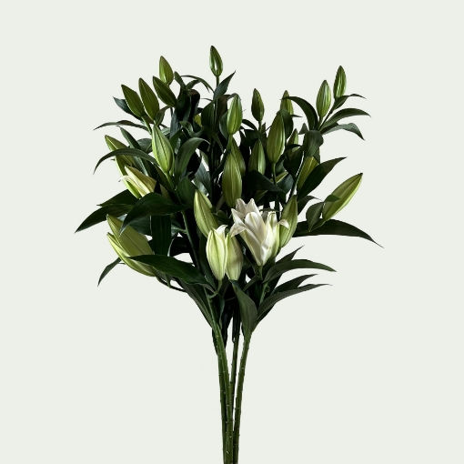 Picture of Lily Love