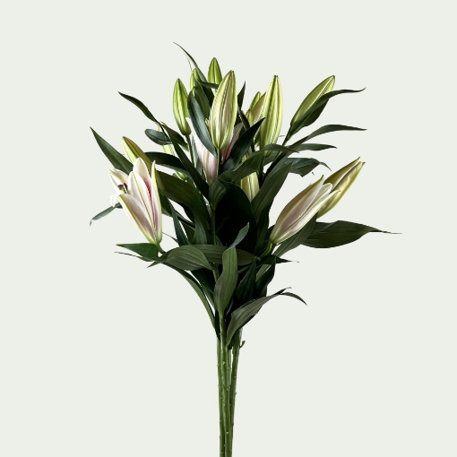 Picture of Lily Love