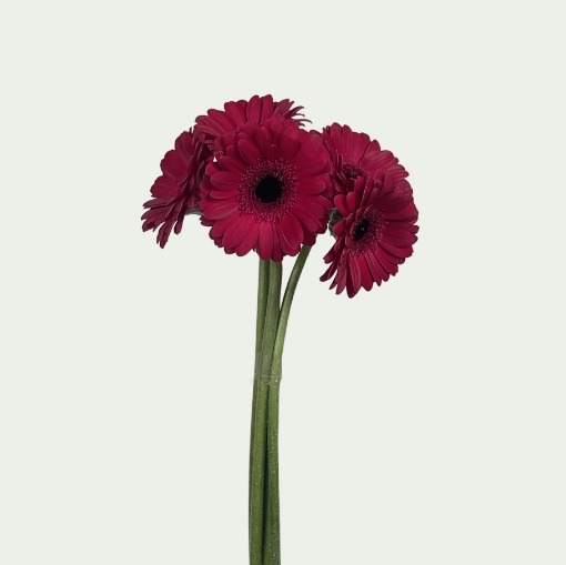 Picture of Love