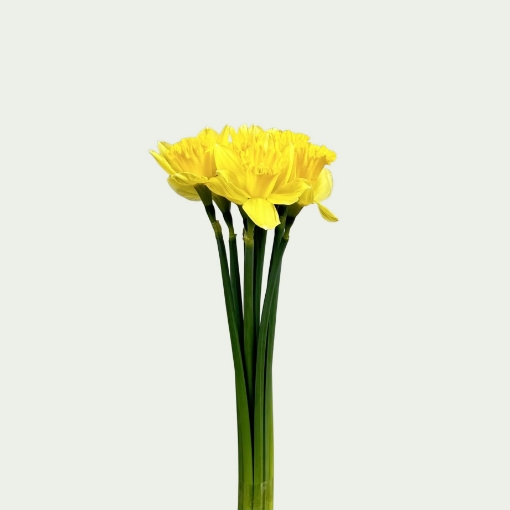 Picture of Dutch Master
