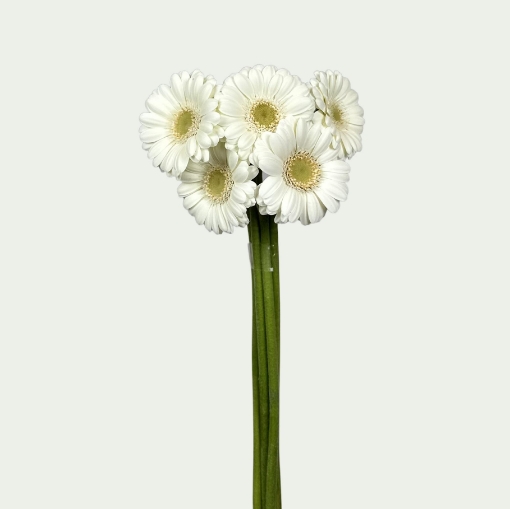 Picture of Albino