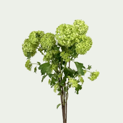 Picture of Roseum