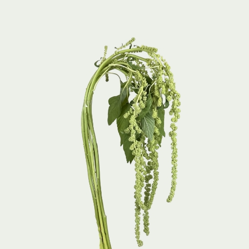 Picture of Cycloop Green