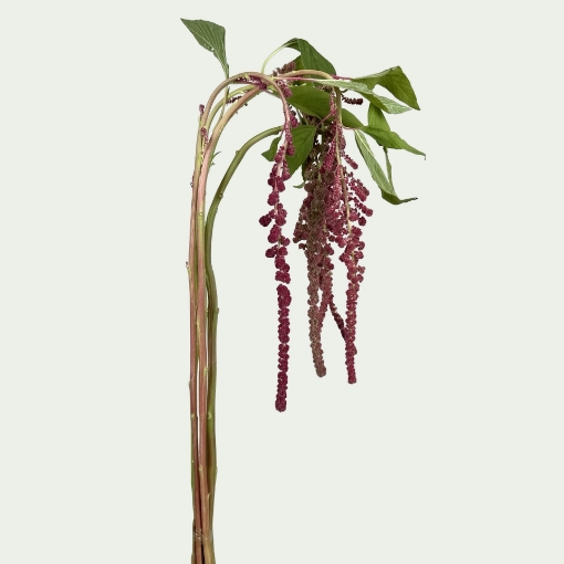 Picture of Rosary