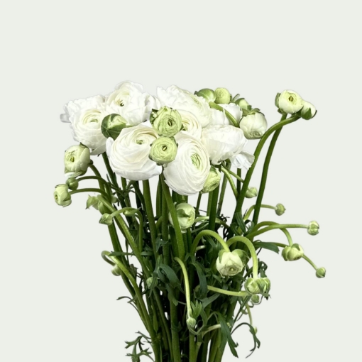 Picture of Aazur White