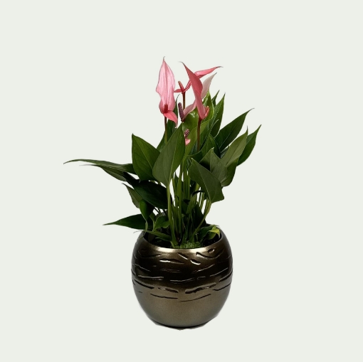 Picture of Anthurium 5