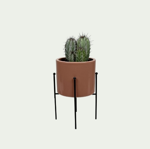 Picture of Cactus 7