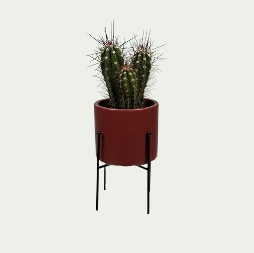 Picture of Cactus 8