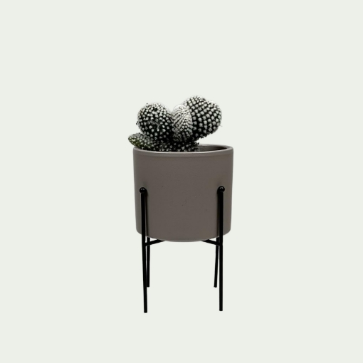 Picture of Cactus 9