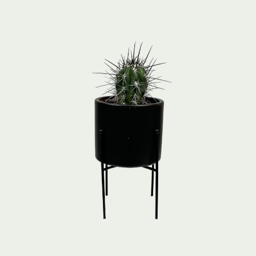 Picture of Cactus 10